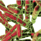 Probiotics